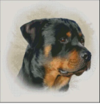 (image for) Rottweiler
